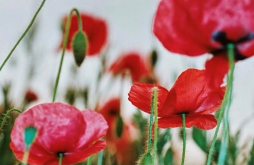 poppies