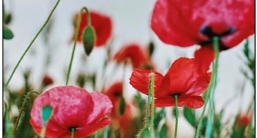 poppies